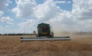 Harvesting chickpeas GRDC