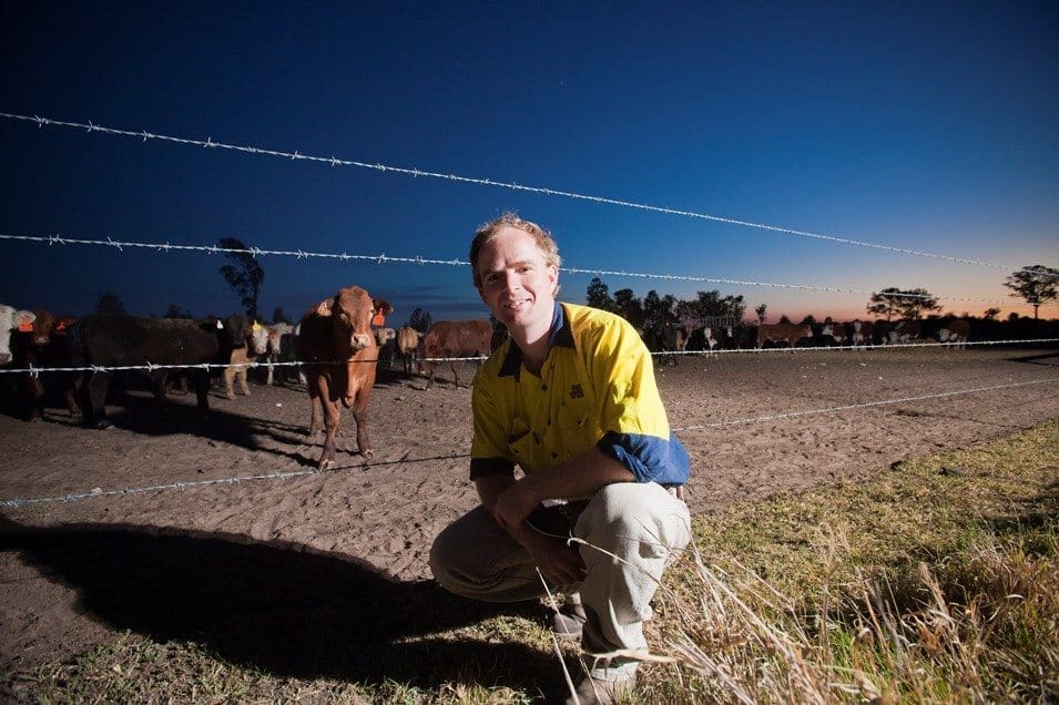 Grassdale manager Jordan Peach with backgroundr cattle near the feedlot