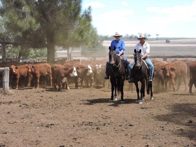 David and Scott White with a run of young Santa and Santa cross steers that were offered as part of Moocoorooba's 1200 head herd dispersal following the sale of the property. The cattle were sold over four weeks on Auction Plus, averaging more than $1000 a head.
