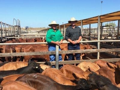 Steve and Tom Gray, Wallabella, Wallumbilla, sold Angus-cross steers to 340c/kg for 292kg to return $995/head at Tuesday’s Roma Store Sale. Picture: Martin Bunyard