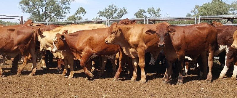 This line of 108 Droughtmaster x backgrounder steers, 299kg at 14-18 months from Mitchell, Qld made 366c or $1095.