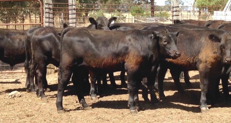 Part of a line of 10-11 month old 319kg Angus steers account Villa Brae Pastoral Co from Ruffy, northern Vic, making 362c or $1155 on Friday