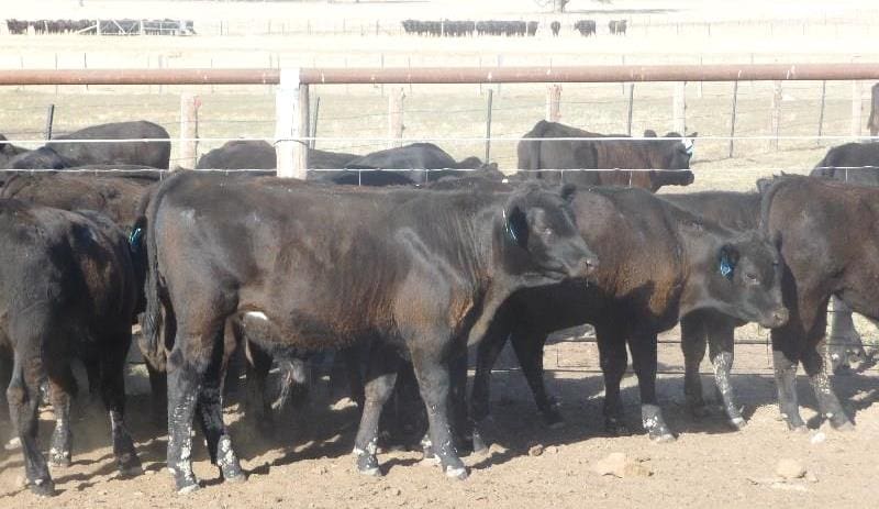 Part of a line of 66 Angus backgrounder steers, 6-7 months of age averaging 214kg from Frederick Hill, Benalla, northern Victoria which made 412c/kg or $880 a head in yesterday's sale. 