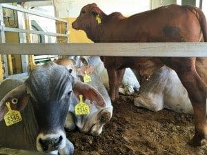 A picture of cattle on board MV Ocean Outback, taken on Wednesday, Jan 6.