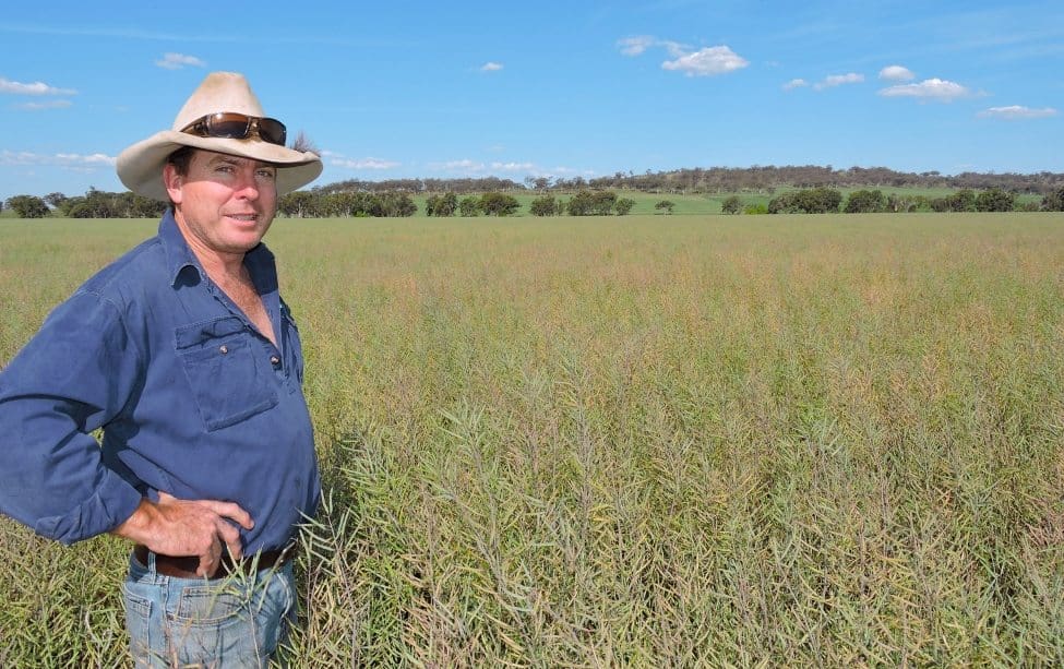 Mixed-farmer John Thompson is seeing positive results from graze and grain canola at Lindale, near Inverell.