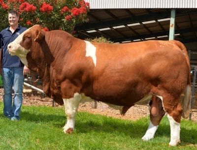 Woonallee record priced Simmental bull