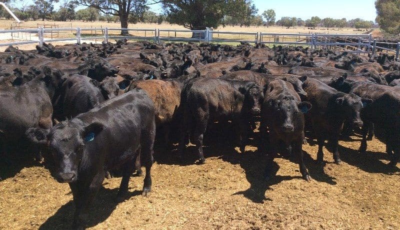 This pen of Alcoa Farmlands weaned steers, 277kg, from Wagerup, WA made 356c/kg on Friday