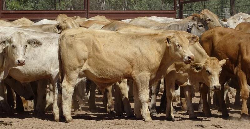 Some of the 128 Charolais and Charbray steers from Jericho in western Qld, averaging 327kg at 12-15 months, making 344c/kg on Friday.