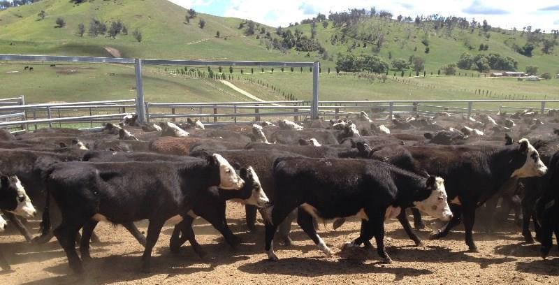 This line of 240 Hereford x Angus steers, 10-11 months at 255kg, from Omeo, Vic made 402c on Friday