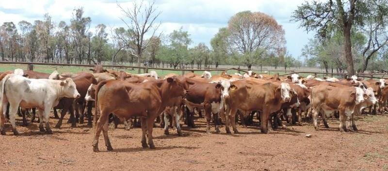 Live export buyers took this line of 105 Brahman cross yearling steers averaging 233kg at Clermont, Central Qld, which sold on AuctionsPlus on Friday for 397c or $925.
