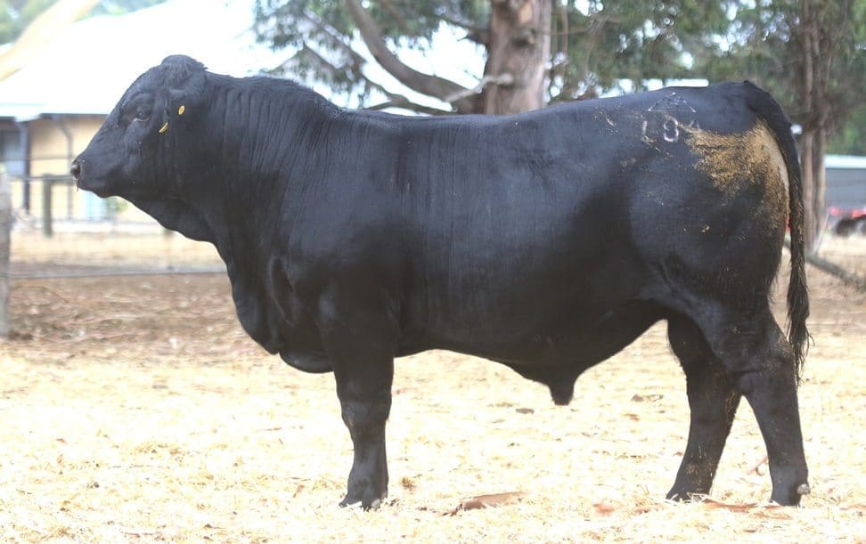 Bonnydale Augustus L84 set a national record for a Black Simmental bull at Monday’s Bonnydale on-property sale, selling for $24,000.