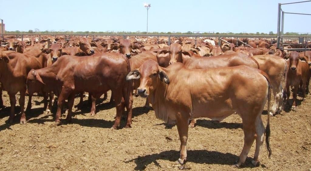 Beefwood heifer compressed