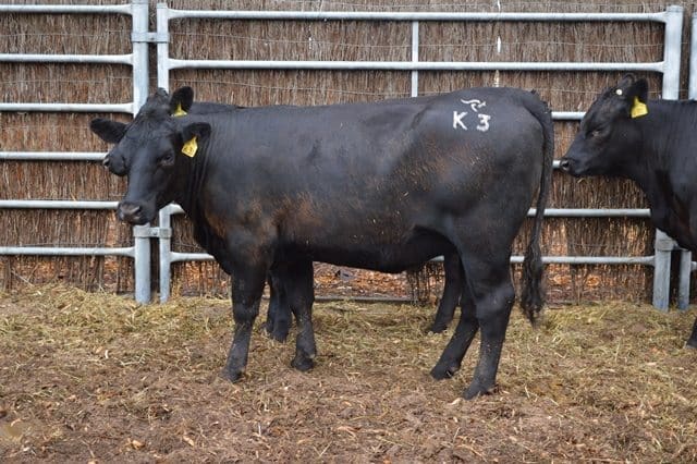 Sample of Boonaroo heifers entered in the Heifer Challenge competition