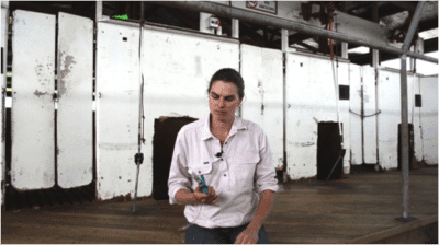 Lamb producer Georgie Burbury uses safety vaccination needles at her family’s lamb feedlot in Cressy.