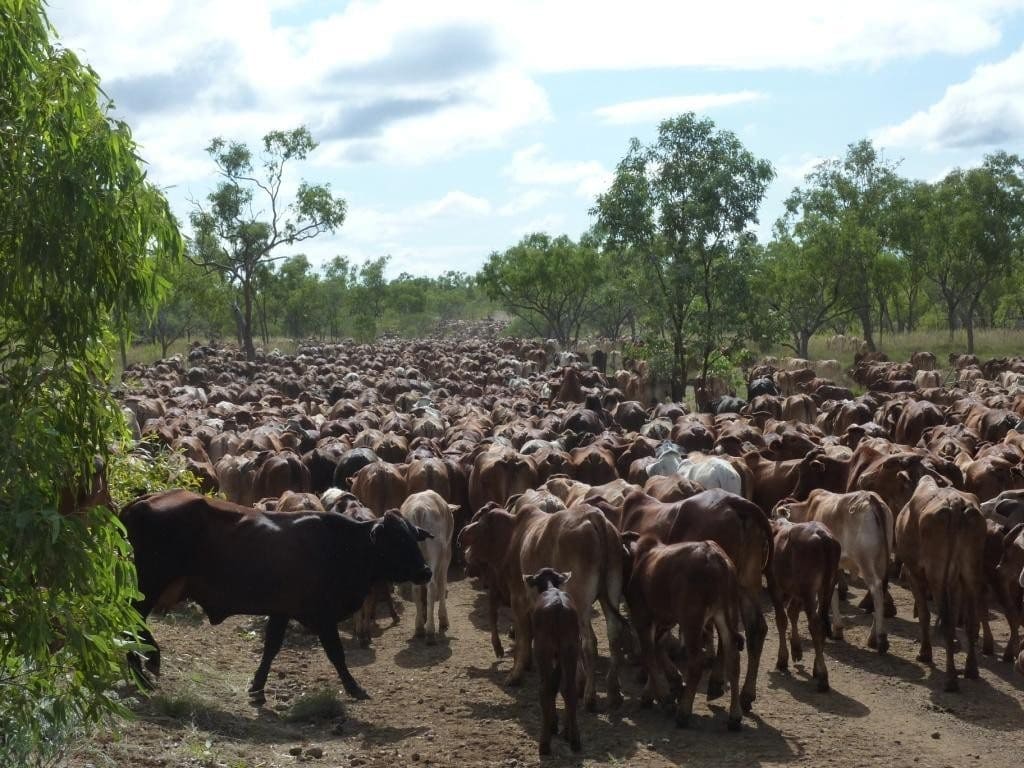 Breeder muster on Moola Bulla