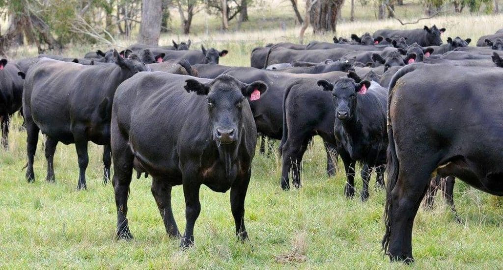 PTIC cows offered as part of the Kilburnie herd dispersal