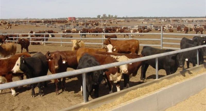 Feeder cattle in the Sapphire yard near Goondiwindi