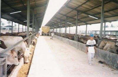 Thai Feedlot AEC