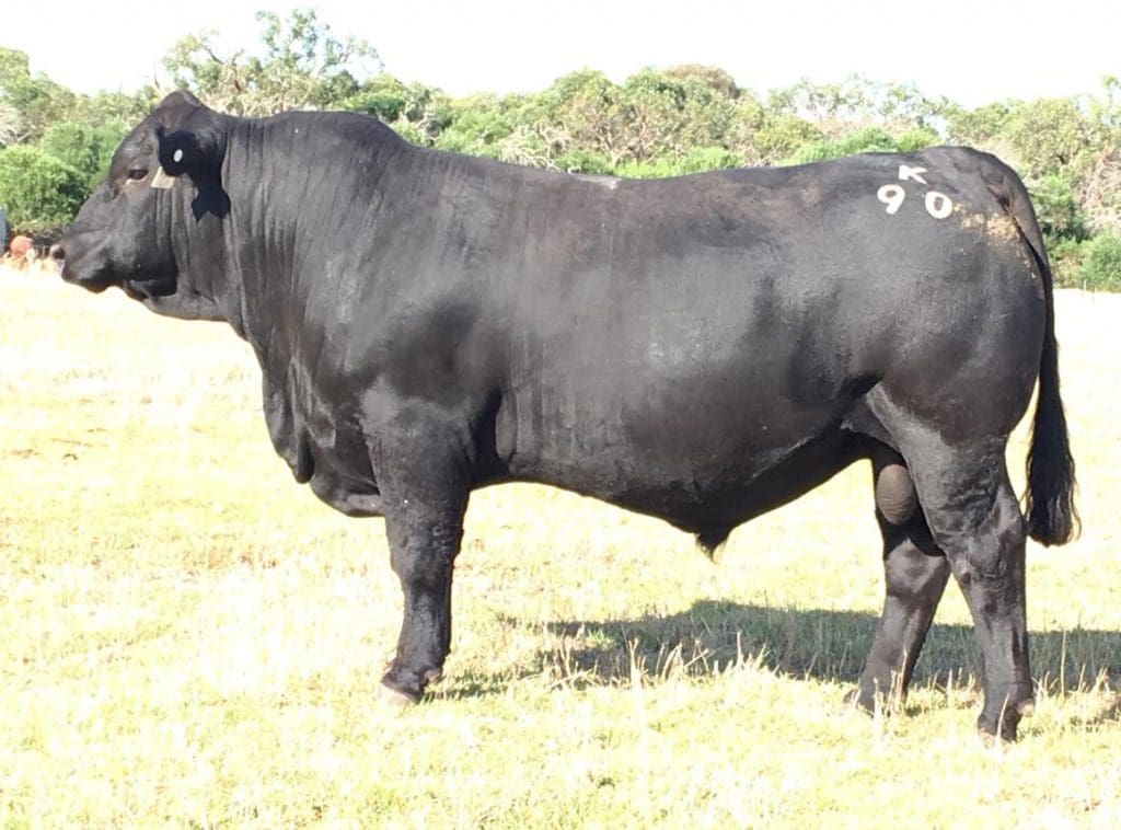 Woonallee's new $27,500 record-setter, Webb Tank K90, bought by WA breeders Kevin and Janice Hard, Naracoopa, Denmark.