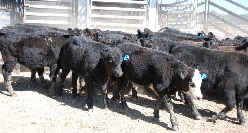 Part of a line of 200 Angus x weaner steers account Wirribilla Farms at Walcha, EU-accredited weighing 254kg at 6-8 months, making 375c or $950 a head on Friday