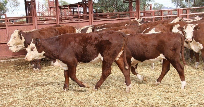 Mount Riddock Station in the NT sold a line of 150 18-28 month old unmated Hereford heifers weighing 268kg for 269c/kg or $723 into southern NSW, while their heavier sisters, 311kg, sold for 257c/kg or $800 to Victoria.