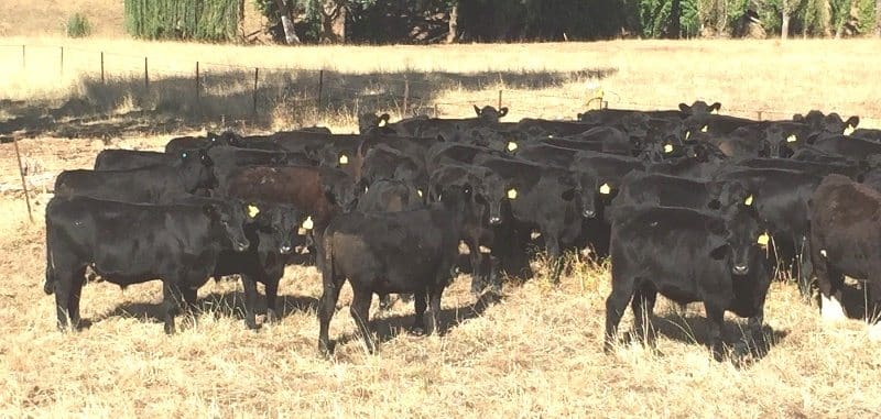 These 57 EU-eligible Angus backgrounders weighing 325kg out of Tallangatta in northeastern Vic made 368c or $1197 last week