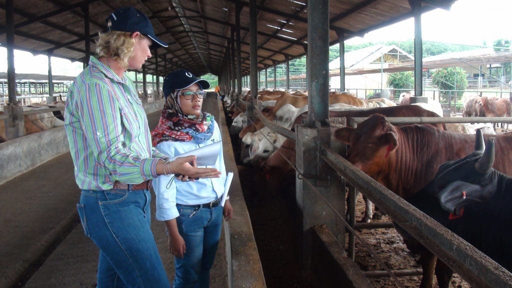 Tania Hartwig and associate judge Febrina Prameswari, who is an NTCA graduate, judging cattle at the Elders Feedlot in Indonesia.
