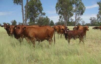 Shorthorn cows and calves on Goodar