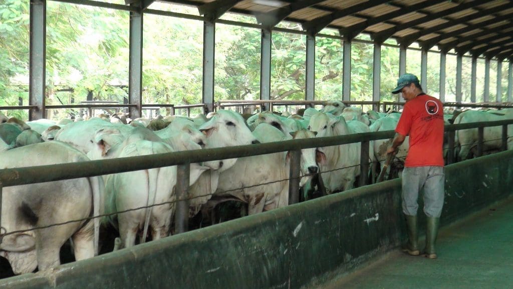 A staff member cleaning out feed troughs in one of the feedlots.