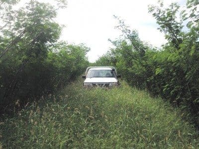 Spot the Toyota: mature stands of leucana with heavily grassed buffel interspaces on Coolibah, near Wandoan