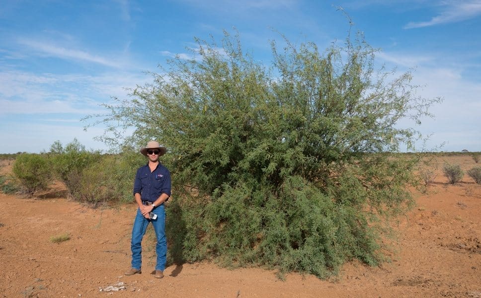 Mesquite bush in western NSW