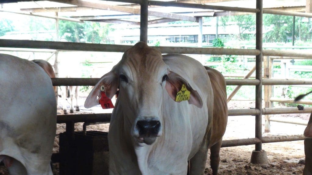 One of the Competition steers with visible ear tag.