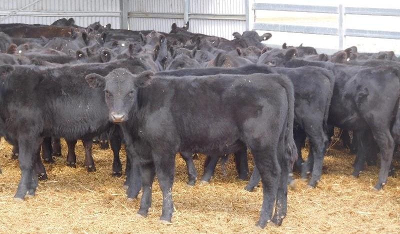 This line of 115 Angus steers out of Guyra NSW, 5-7 months averaging 219kg, sold for 402c/kg or $880 a head on Friday.