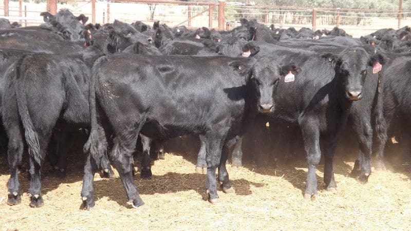 These of Angus weaner steers, 247kg at Goondiwindi made 321c or $895 on Friday