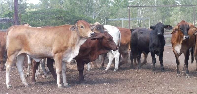 Part of a line of 96 254kg Brahman cross heifers, 8-16 months at Charters Towers, North QLD making 284c/$720 on Friday