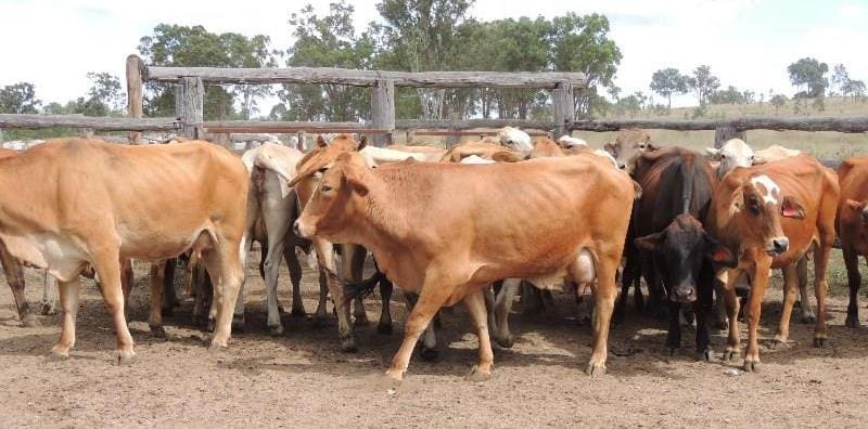 These five year old station-mated Simmental x Brahman cows and calves, on agistment at Proston from Longreach, made $1320.
