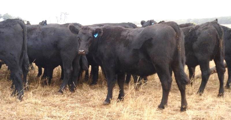 These 19-21 month old Angus PTIC heifers ,from Cassilis, NSW,   joined to Trio Angus bulls, made $1850 on Friday