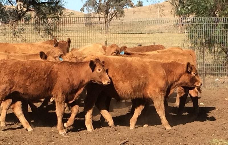 These 307kg Shorthorn/Charolais steers, 8-9 months from Cumnock, NSW sold for 345c/kg liveweight or $1060 on Friday