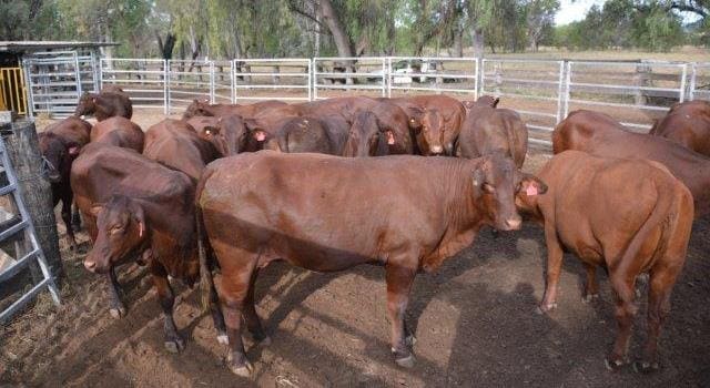 These Gyranda blood Santa heifers, 479kg at 20-30 months from Theodore, Qld, PTIC to Santa bulls, EU-eligible sold for $1670 on Friday. 