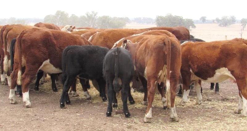 These three year old Hereford cows with well-grown Angus calves at foot from Violet Town, VIC, averaging 486kg and PTIC made $2080.