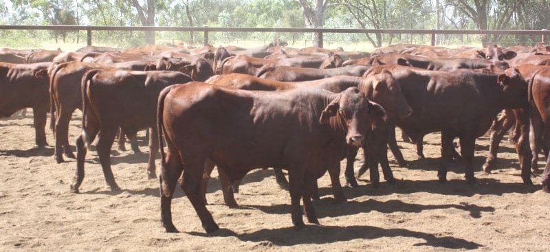 An offering 282 Santa and Santa x steers 14-16 months from Clark & Tait, Hobartville, Alpha in Central QLD, weighing 338kg, made 317c/kg or $1070/head