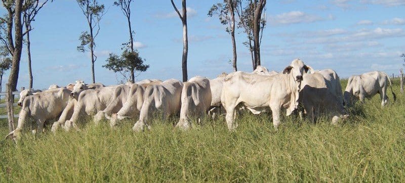 These 60 unjoined grey Brahman 14-18 month old heifers weighing 322kg from Lumeah Station, Middlemount QLD made 359c or $1155/head on Friday. 