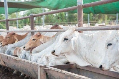 Cattle at East Arm holding yards NTLEA