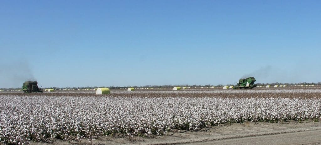 Cotton Pickers in Crop with bales