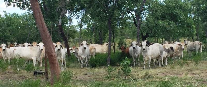 Brahman breeders on Florina, near Katherine