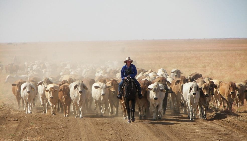 Northern cattle droving