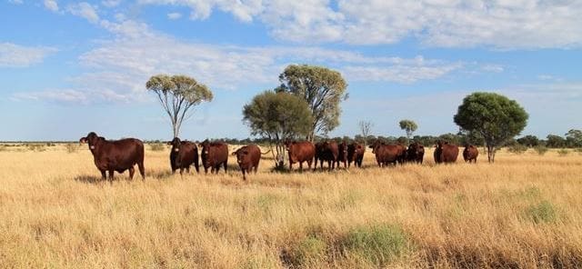 Northhampton Downs will be offered next month with about 1500 Santa cattle