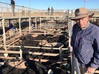 Robbie Bain, Mt Eden, Roma, sold Angus-cross steers to 312c/kg for 348kg to return $1086/head at Roma’s Store Sale on Tuesday. Picture: Martin Bunyard