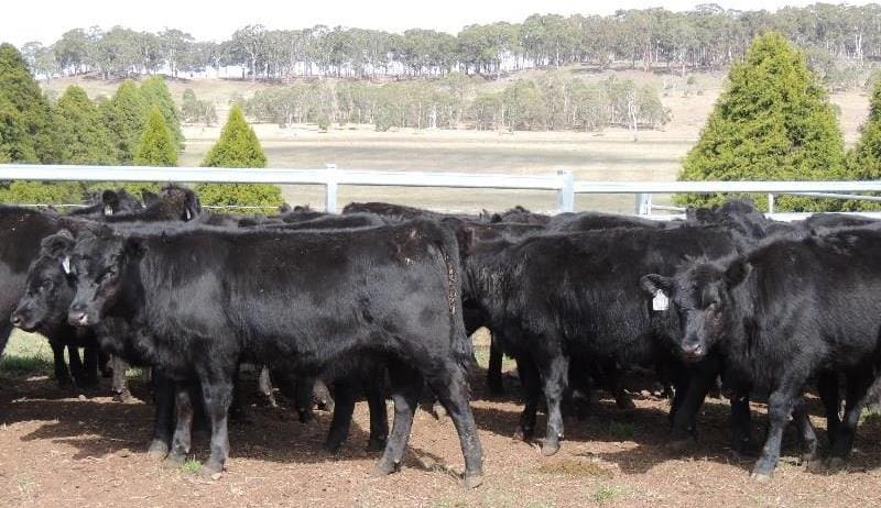 These 294kg Bald Blair weaner heifers from Guyra, northern NSW made 369c/kg or $1085, going to a restocker in Victoria. 