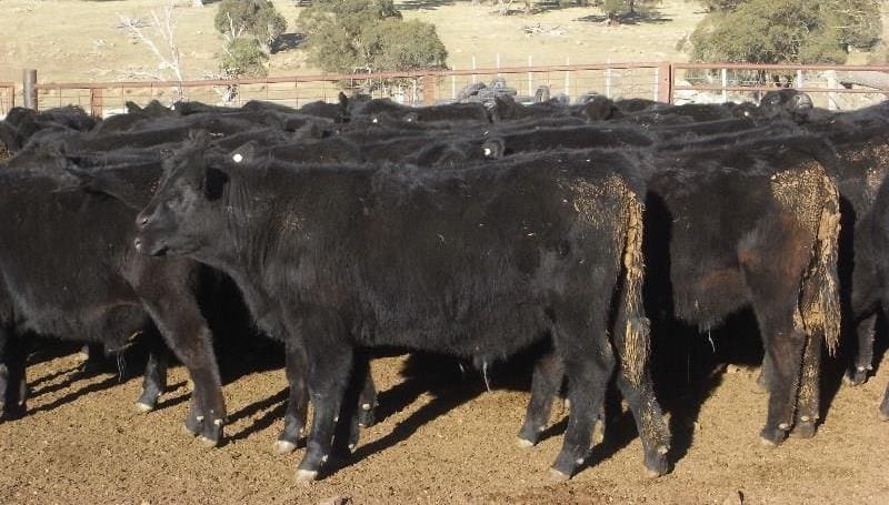 Part of a large commercial dispersal, these 280kg Hazeldean and Dunoon blood Angus weaned steers from Cooma NSW made 360c/kg or $1010. Their heifer siblings 212kg made 400c/kg or $850 lighter 180kg sisters made 417c or $750.